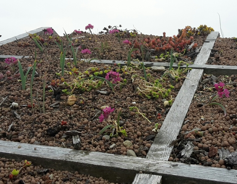 Lauch auf dem Gartenhaus und das Sedum