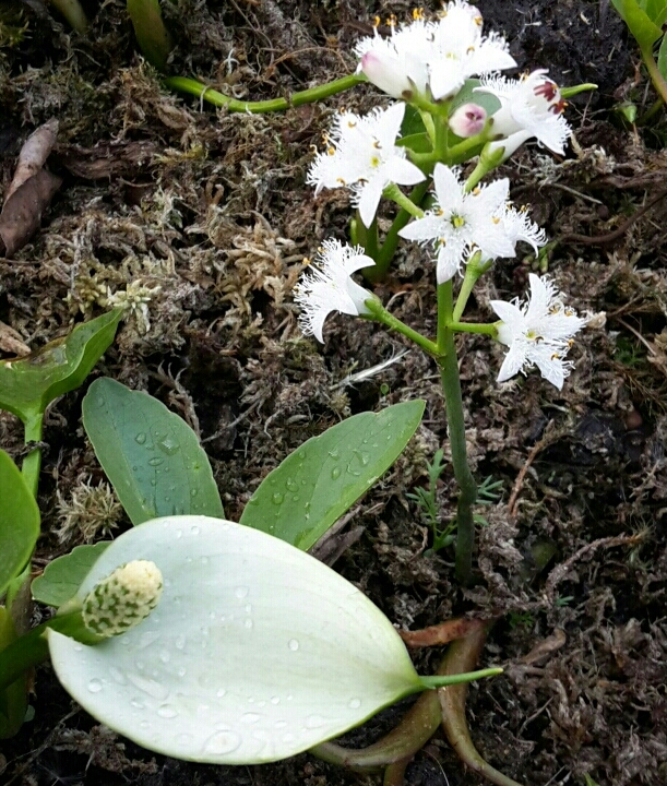 Sumpfcalla und Fieberklee