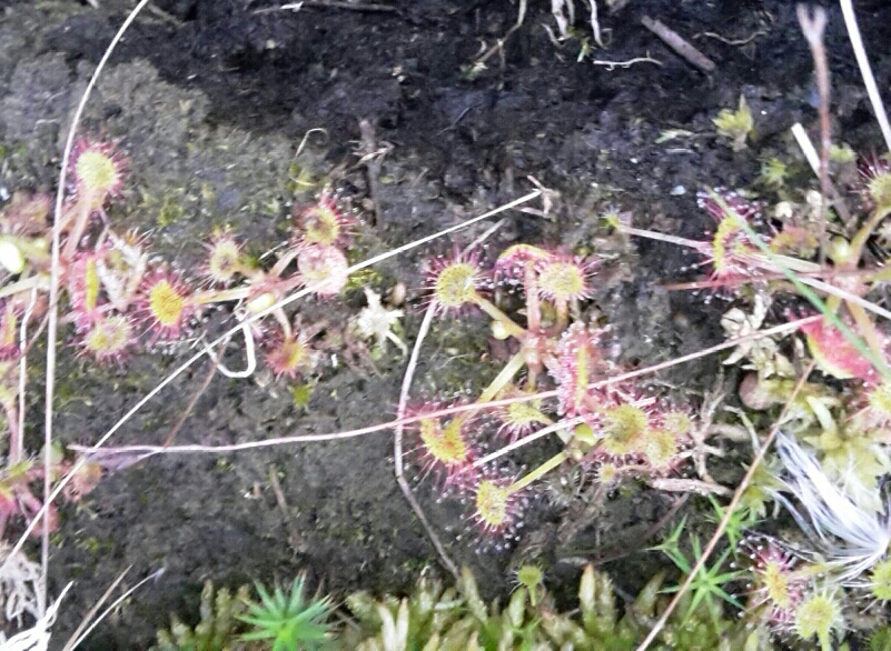 Keine Blüte, trotzdem schön: Sonnentau