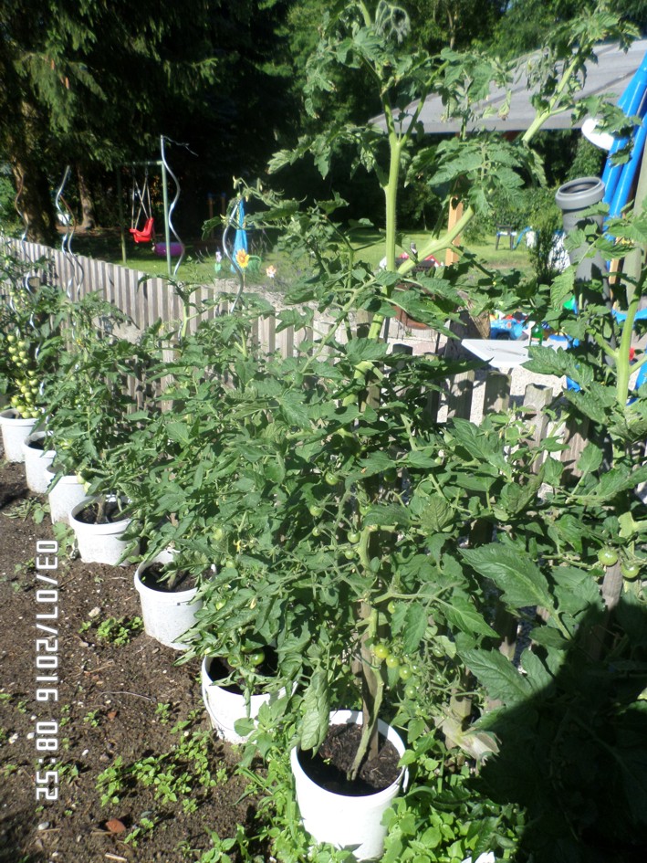 tomaten.JPG