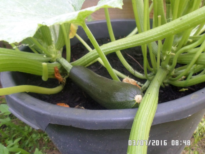 zucchini.JPG