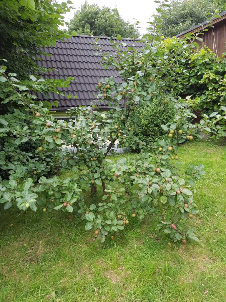 Dieser Baum hatte bisher noch nie mehr als drei Äpfel. Warum er jetzt so viele hat?<br />Keine Ahnung