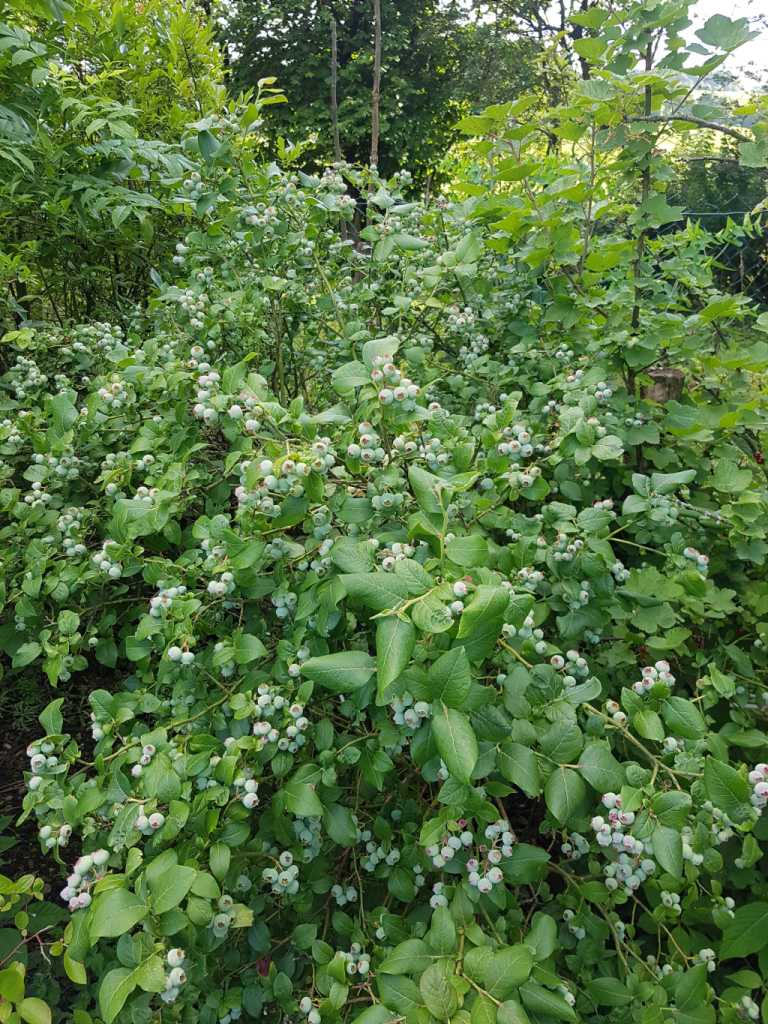 Jetzt das Netz drüber und es wird ein guter Likör