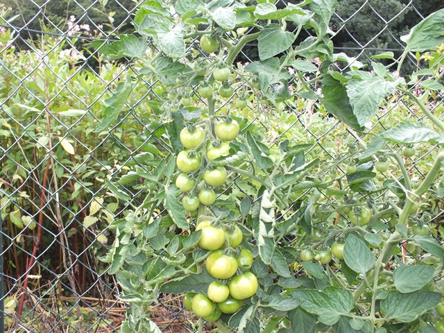 DSCF5309.JPG