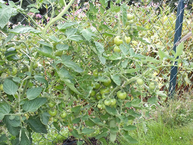 DSCF5310.JPG