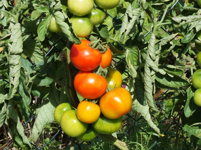 DSCF5331.JPG