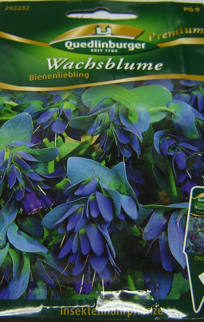 Wachsblume01.jpg