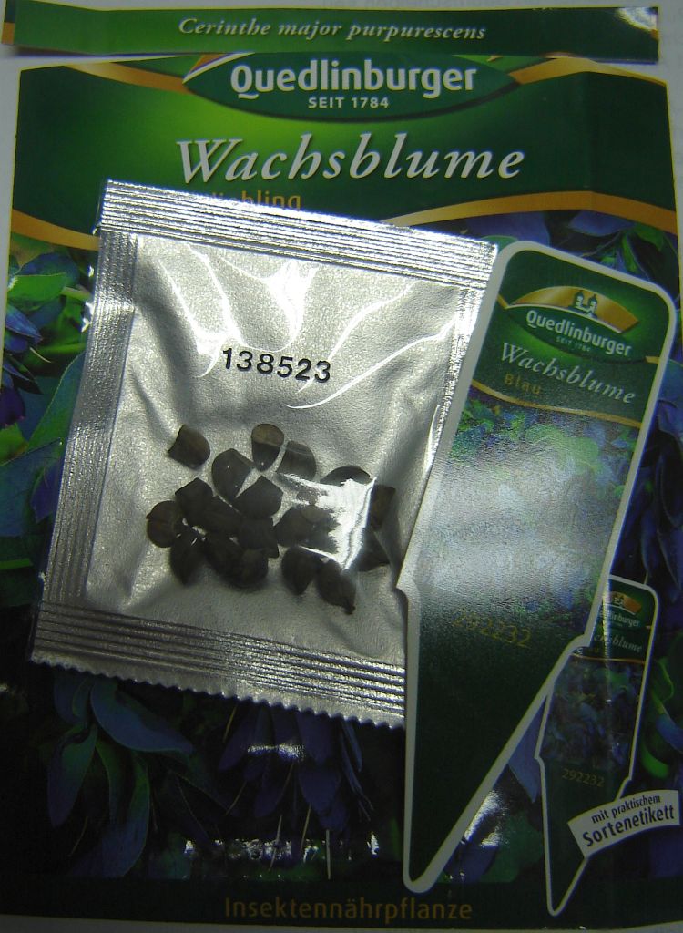 Wachsblume03.jpg