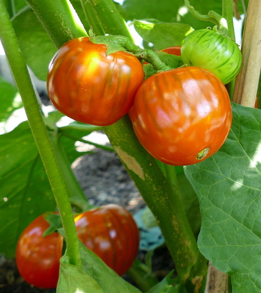 Aubergine, Äthiopische Eierfrucht<br />Melanzana Rosso di Rotonda