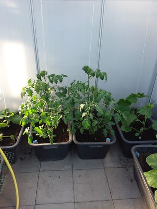 Unsere Kirschtomaten