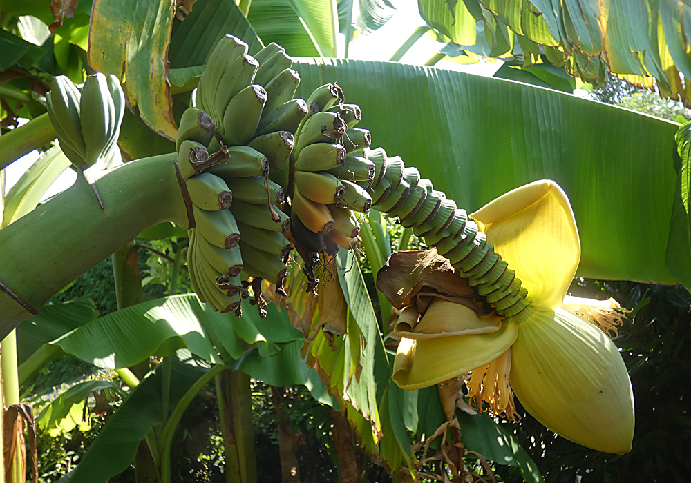Banane.jpg