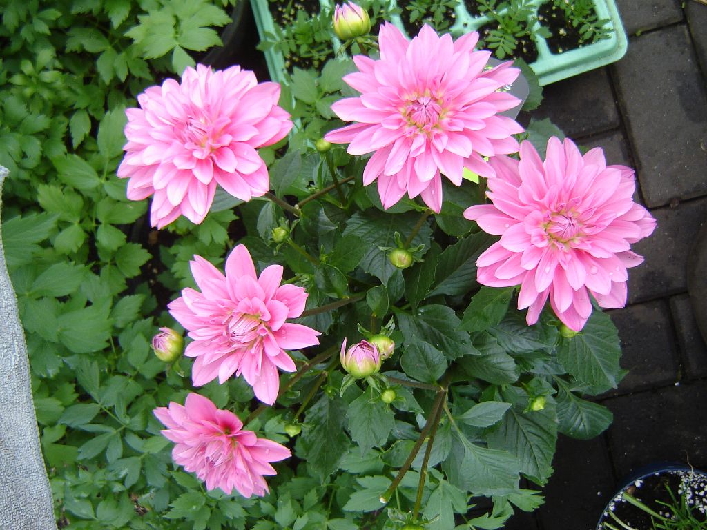 Komme gerade aus meinem Garten 19-05-05 Dahlie.jpg