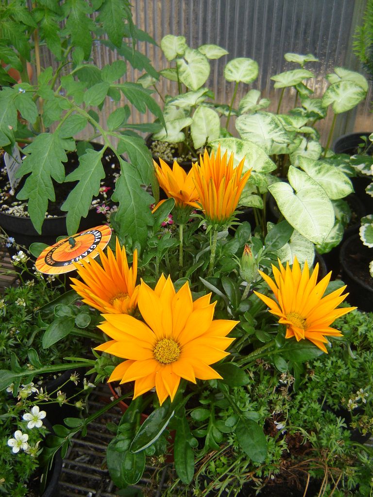 Komme gerade aus meinem Garten 19-05-05 Gazanie.jpg