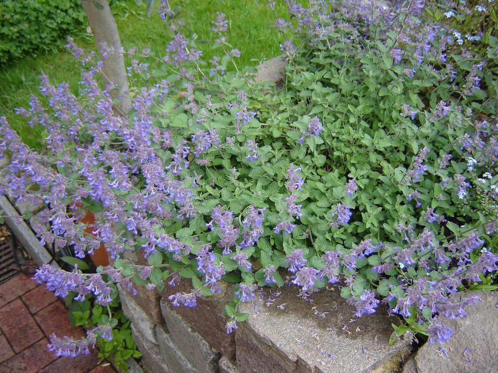 Komme gerade aus meinem Garten 19-05-05 Katzenminze.jpg