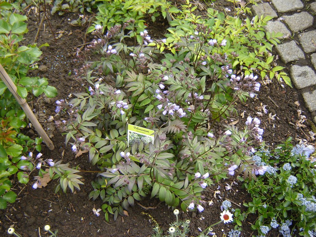 Komme gerade aus meinem Garten 19-05-05 Polemonium.jpg