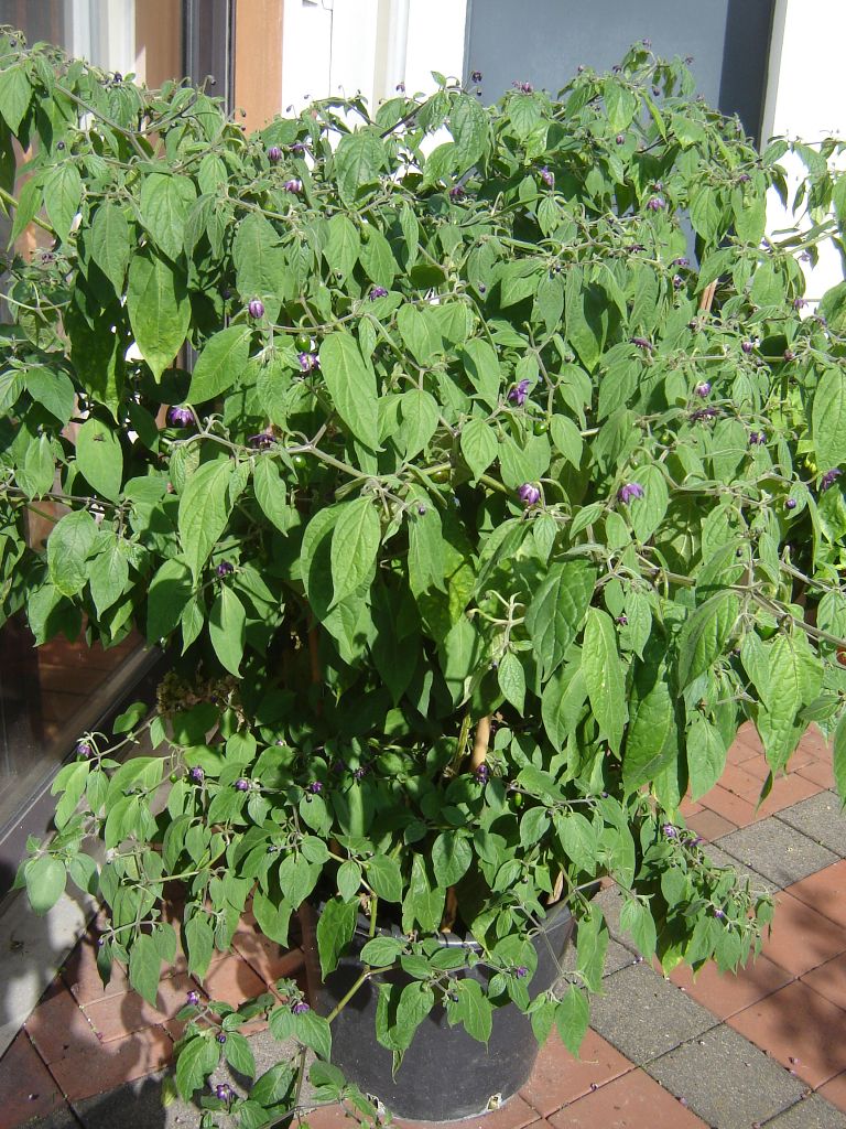 Baumchili 'Rocoto'