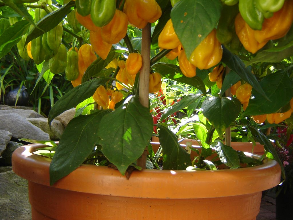 Habaneros mit gutem Fruchtbehang (gelb)