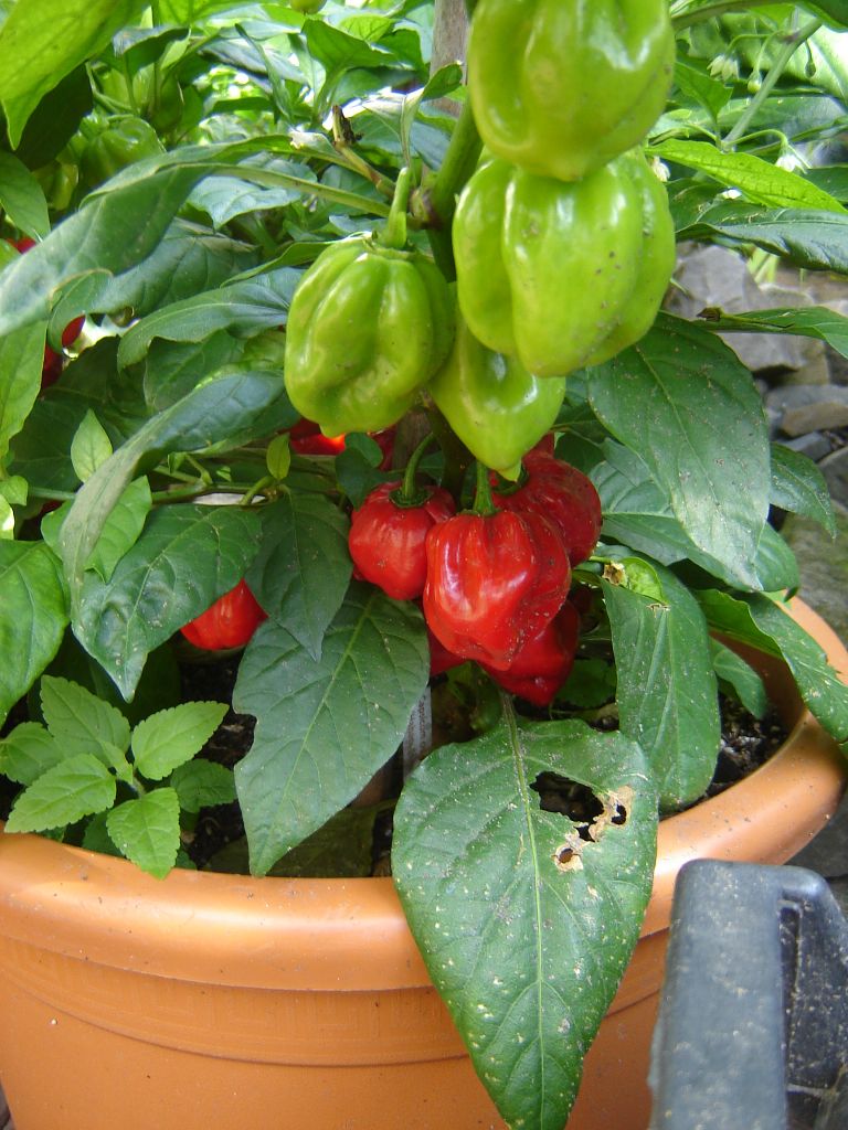 Habaneros rot (reifen etwas später)