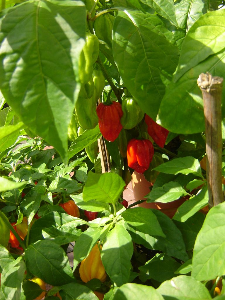 Habaneros rot/gelb (da ist etwas durcheinander geraten:-))