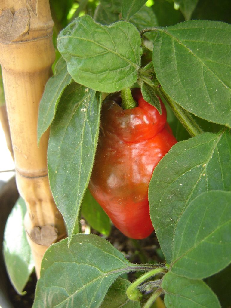 Reifende Frucht der Baumchilie 'Rocoto'