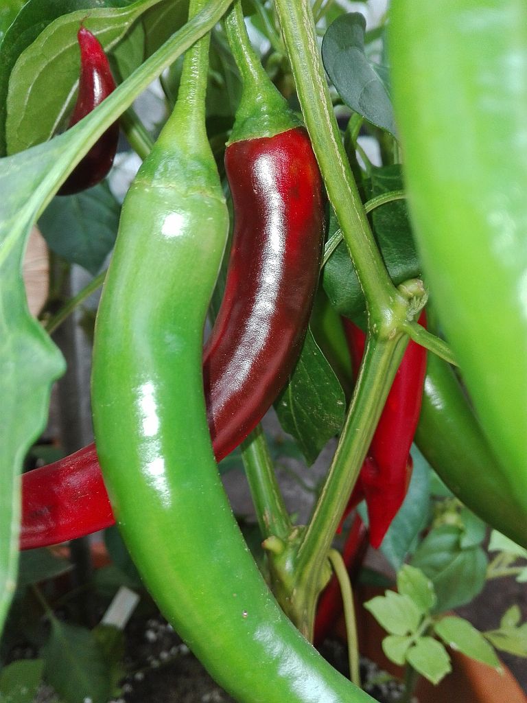 Chili_2019_44.jpg