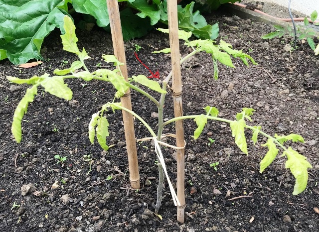 Tomate mit Sturmschaden ..jpg