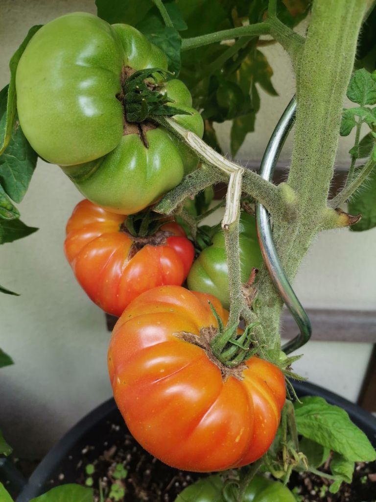 Tomaten_2021_13.jpg