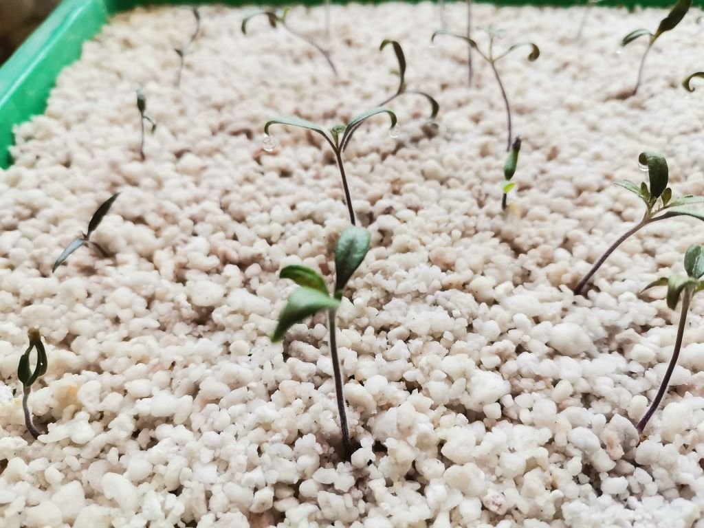 Keimlinge 15.04.2022