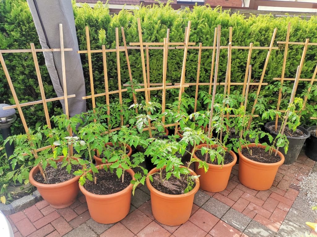 Freiland Kübelkultur 03.06.2022