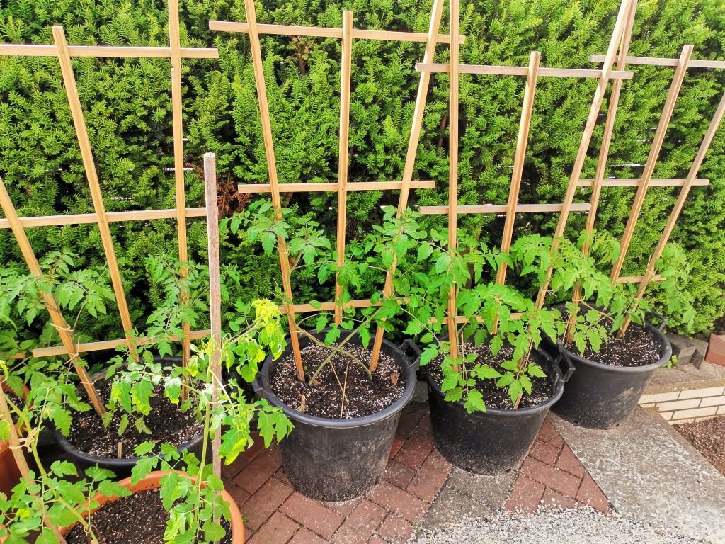 Freiland Kübelkultur 03.06.2022