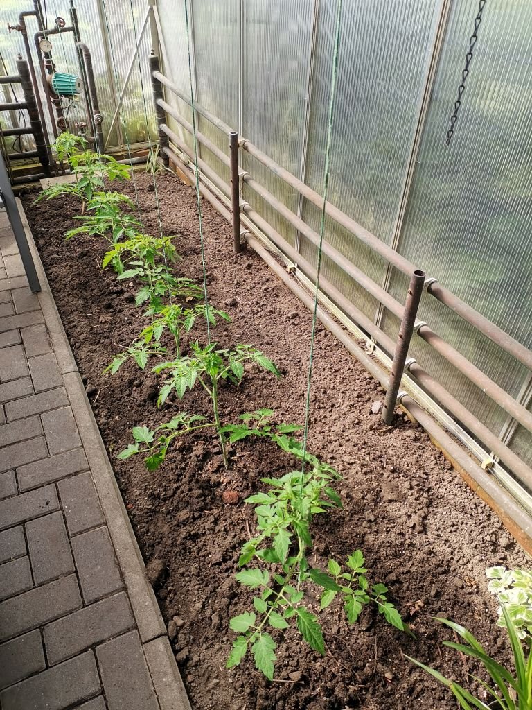 Tomaten im Gewächshaus 03.06.2022