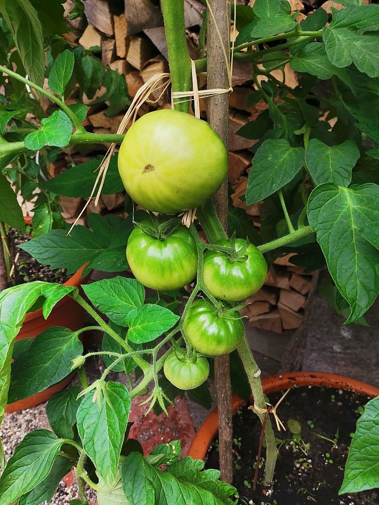 Frucht der Black Krim (1)