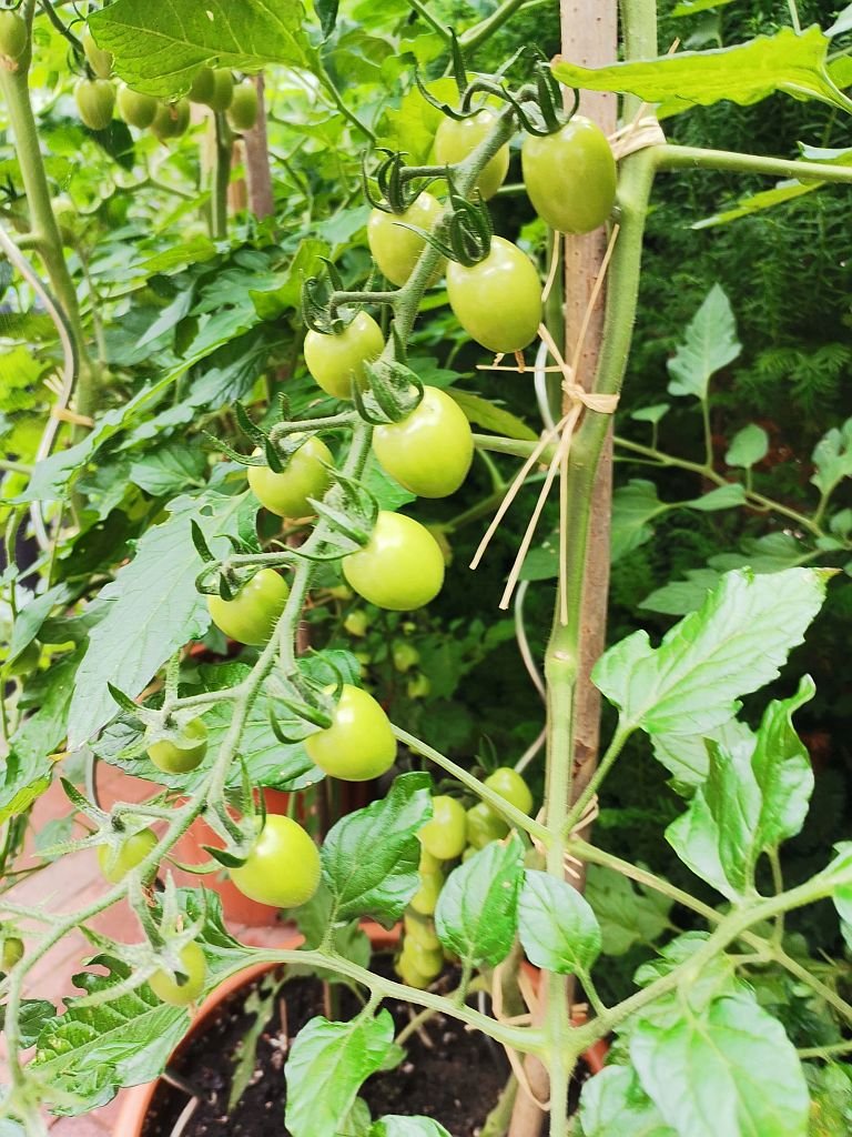 Frucht der Astrotomate