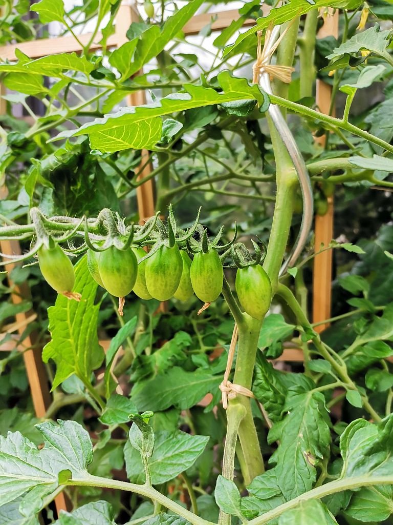 Frucht der Astrotomate