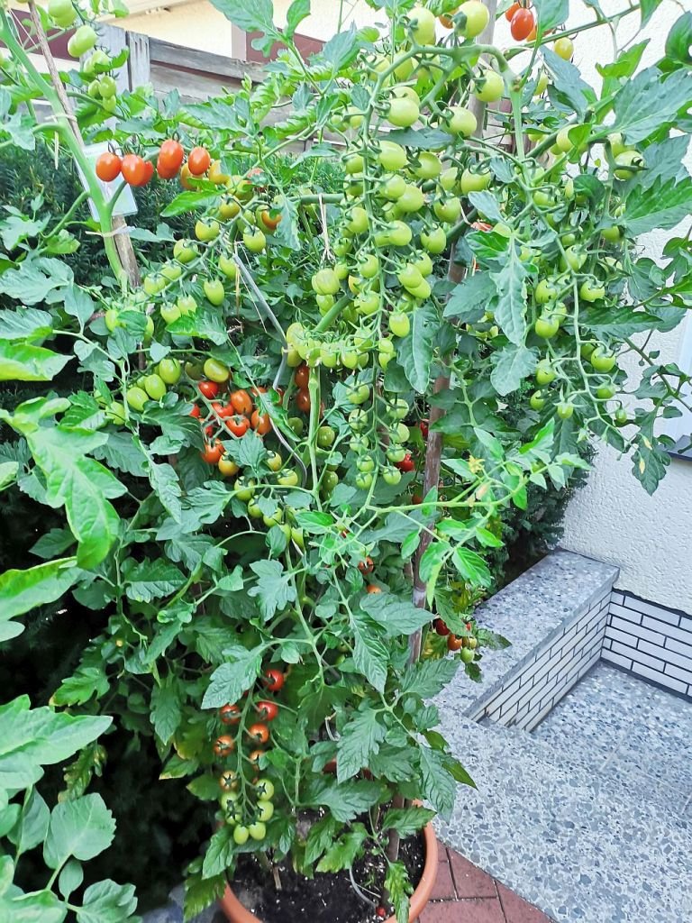 Tomaten_2022_53.jpg