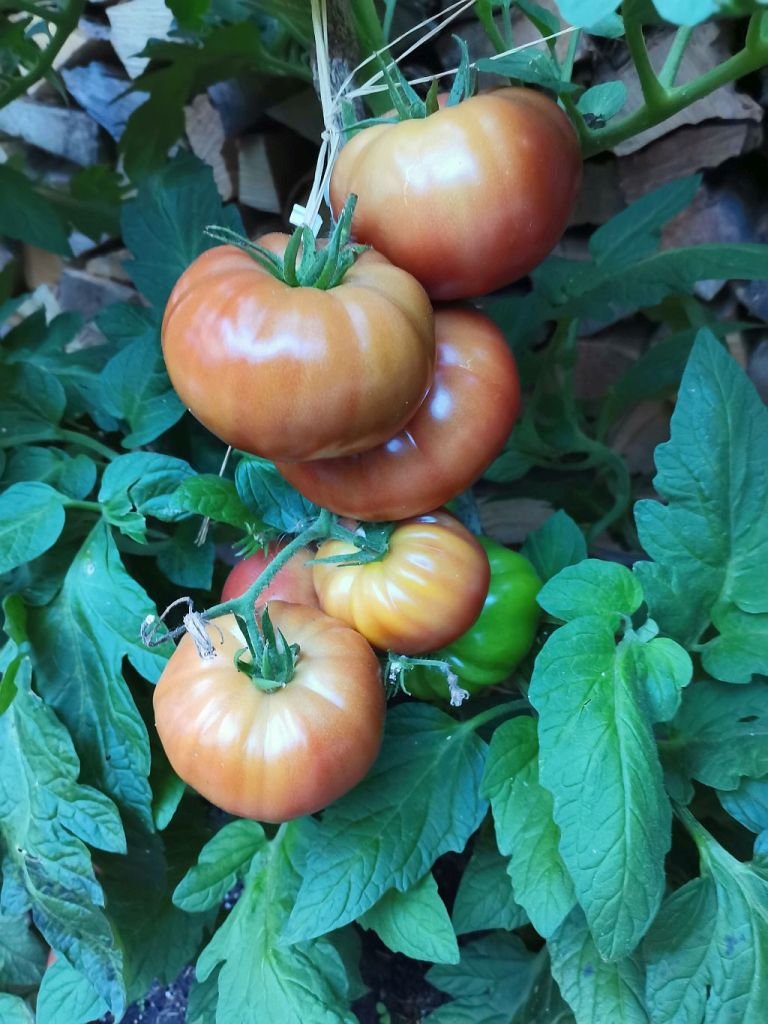 Tomaten_2022_54.jpg
