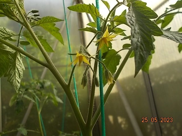 DSCN1493.JPG