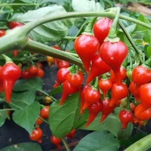 Chili Biquinho Vermelho.jpg