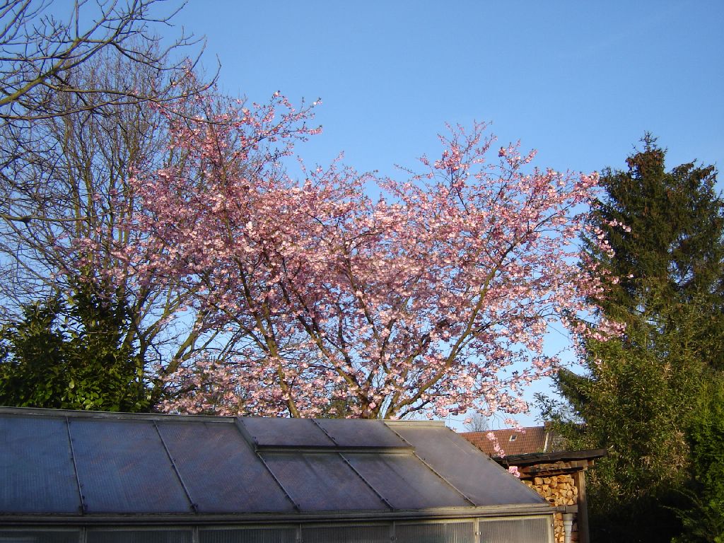 Prunus00.jpg