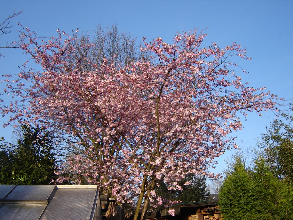 Prunus01.jpg
