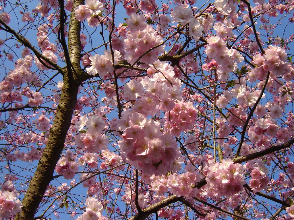 Prunus04.jpg