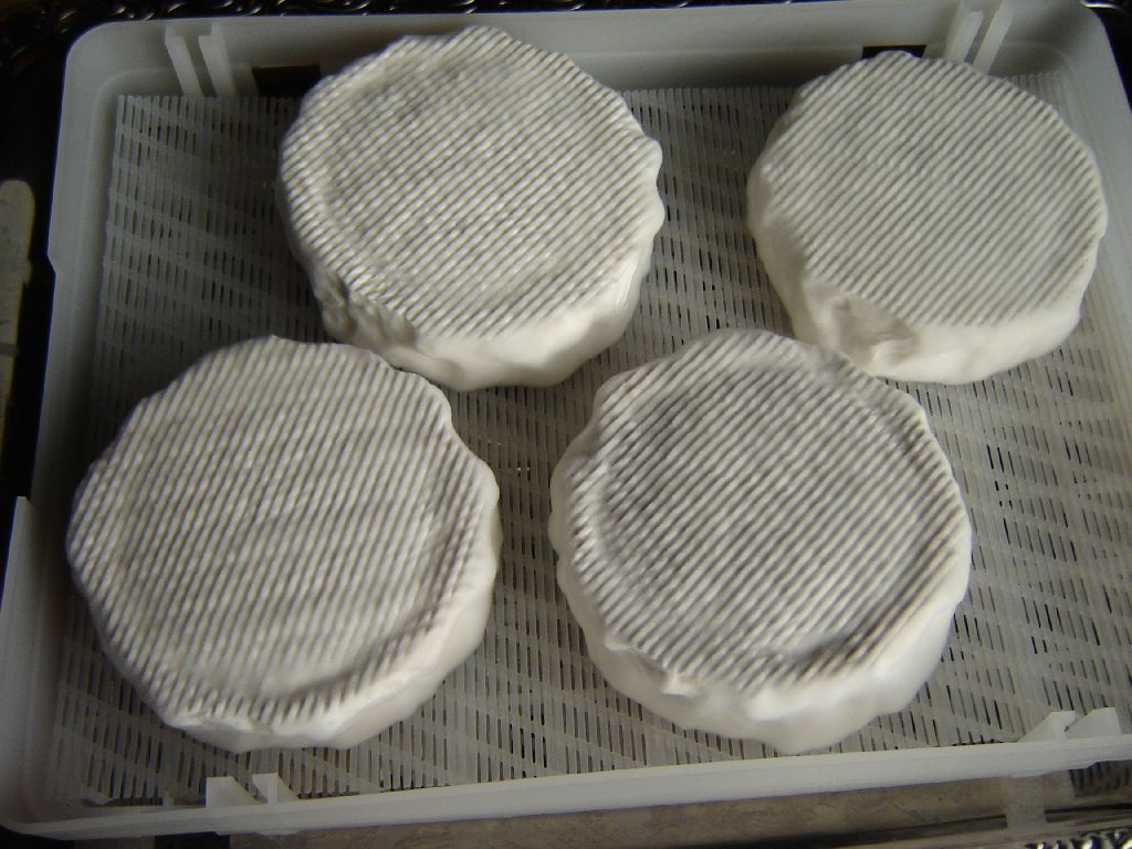 käse25.jpg