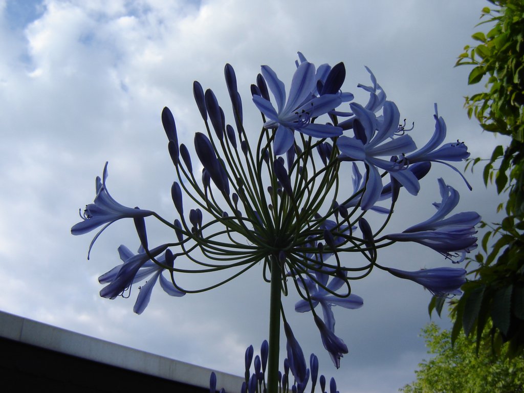 agapanthus.jpg