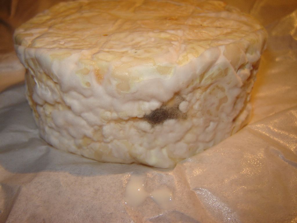 Munsterkäse23.jpg