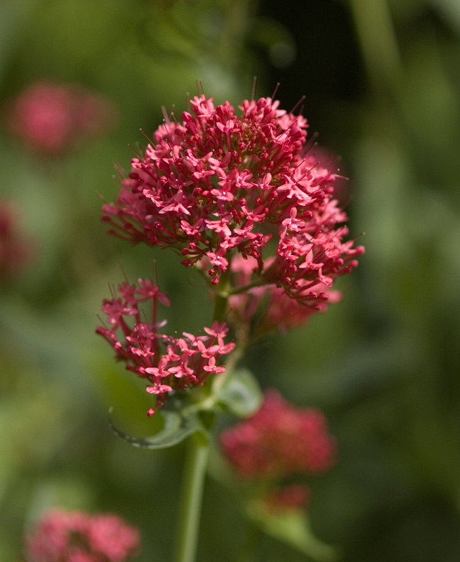 in der vollen Mittagssonne