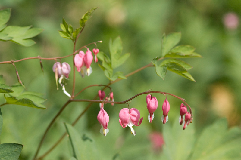 "tränendes Herz" heißt sie, glaube ich