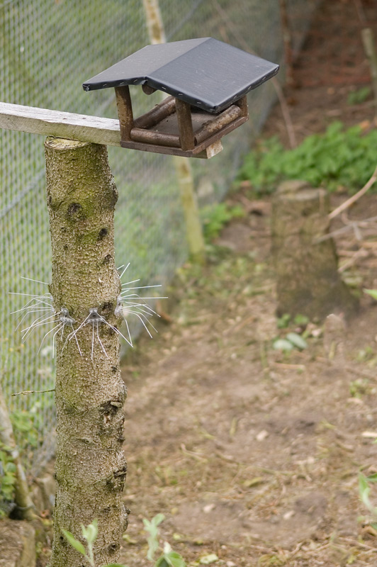 "Taubenschutz" verhindert die sofortige Weiterführung  der Nahrungskette