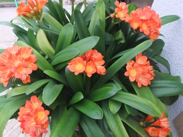 Clivia Miniata