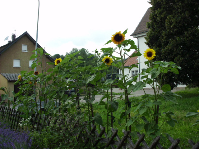 Sonnenblumen und Lavendel