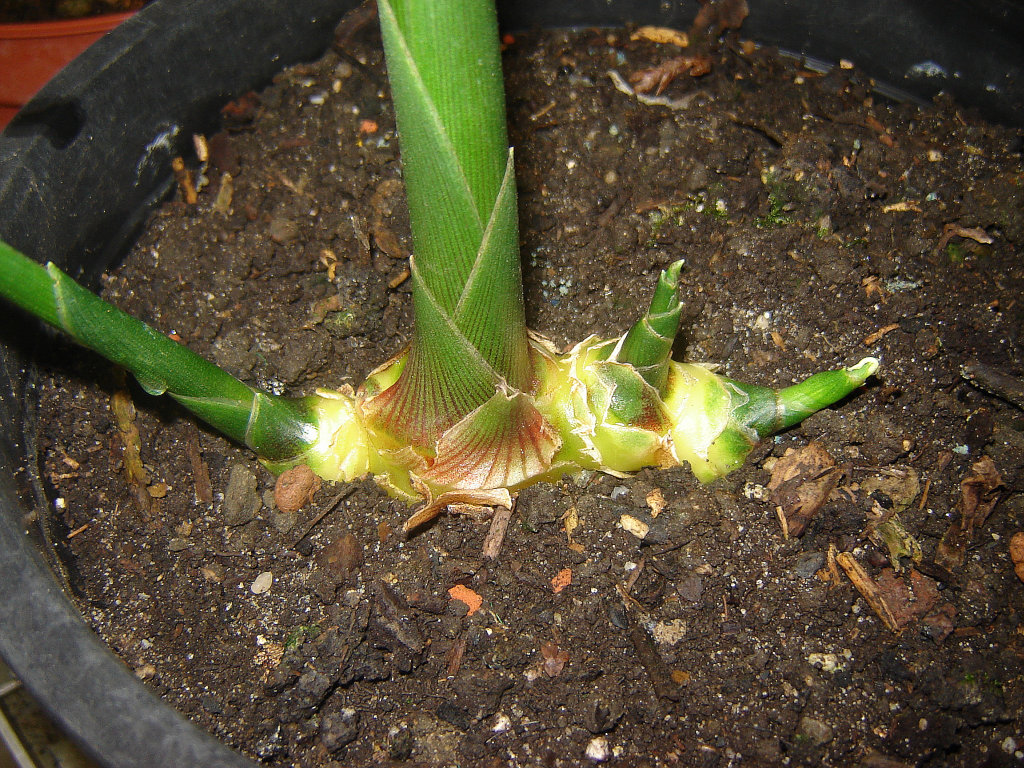 Ingwer02.jpg
